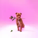 Zee Nxumalo – Ngisakuthanda ft. TBO, PYY Log Drum King, Dj Tearz & Dr Thulz